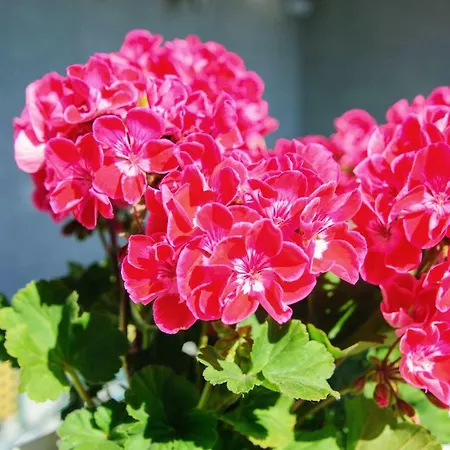 Gasthof S-hof Sonnenbühl