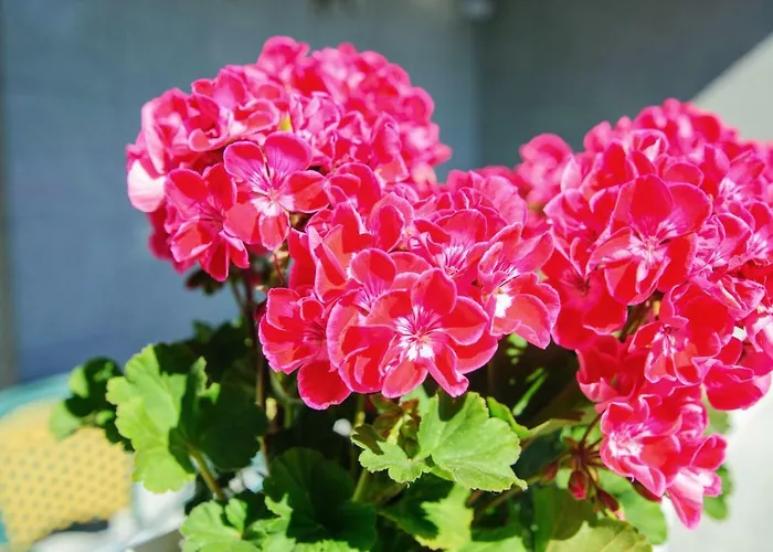 Pensión S-hof Sonnenbühl